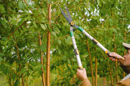 Backyard Orchard Fruit Tree Pruning and Weeding Image
